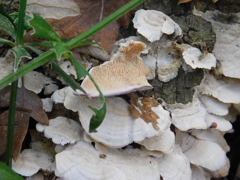 7 Fotogr.il 18.12.2021 sotto Leccio